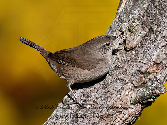 Troglodytes hiemalis  WINTER WREN 9071521z