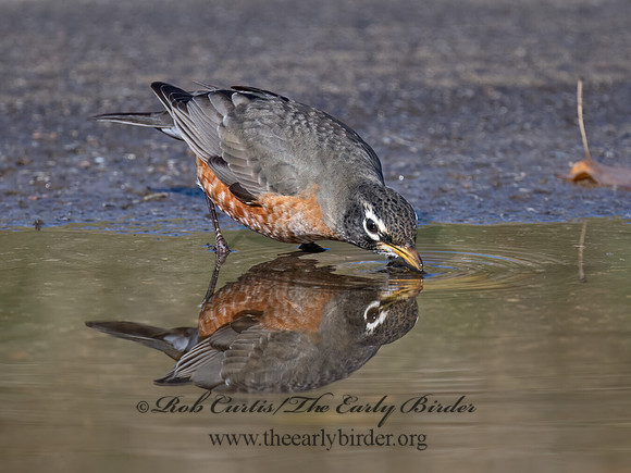 Turdus migratorius  AMERICAN ROBIN 9072136z