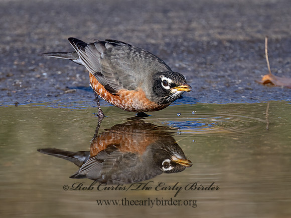 Turdus migratorius  AMERICAN ROBIN 9072137z