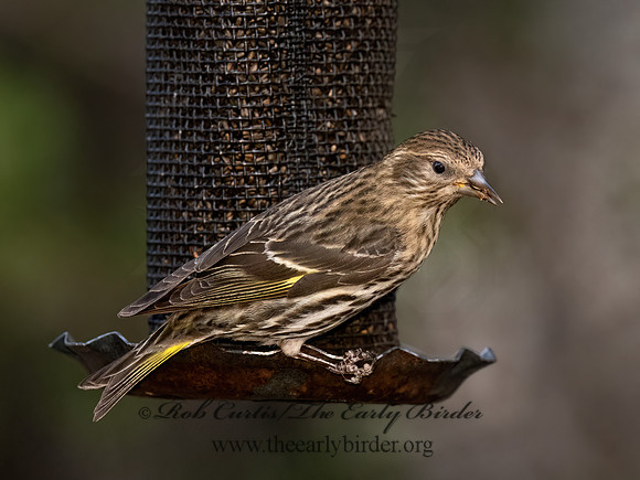 Spinus pinus  PINE SISKIN 3037540z