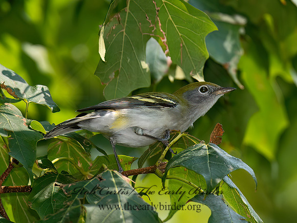 Setophaga pensylvanica  CHESTNUT-SIDED WARBLER 6041295z
