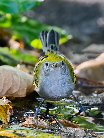 Setophaga pensylvanica  CHESTNUT-SIDED WARBLER 9069659z