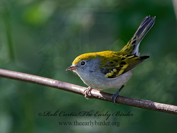 Setophaga pensylvanica  CHESTNUT-SIDED WARBLER 9069653z