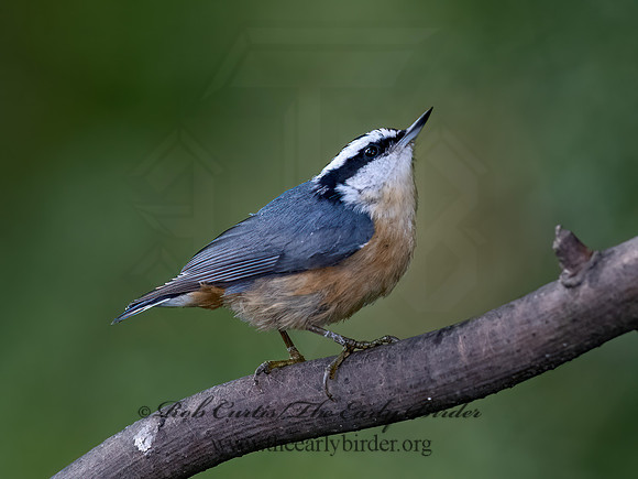 Sitta canadensis  RED-BREASTED NUTHATCH  9069441z