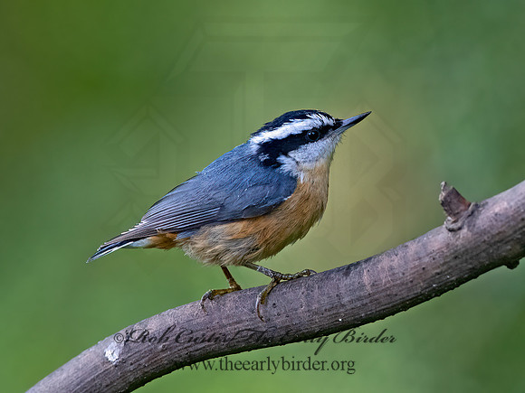 Sitta canadensis  RED-BREASTED NUTHATCH  9069442z