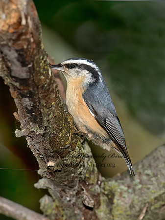Sitta canadensis  RED-BREASTED NUTHATCH  6041304z
