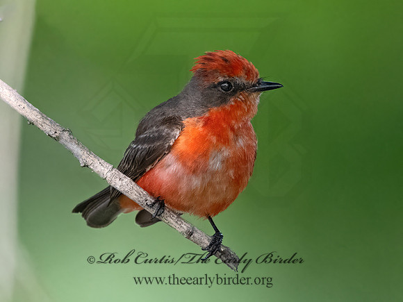 Pyrocephalus rubinus  VERMILION FLYCATCHER 3036183Z