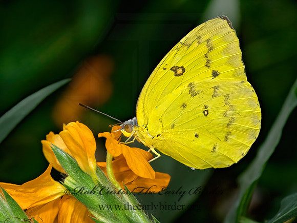 SULPHUR 8009588z