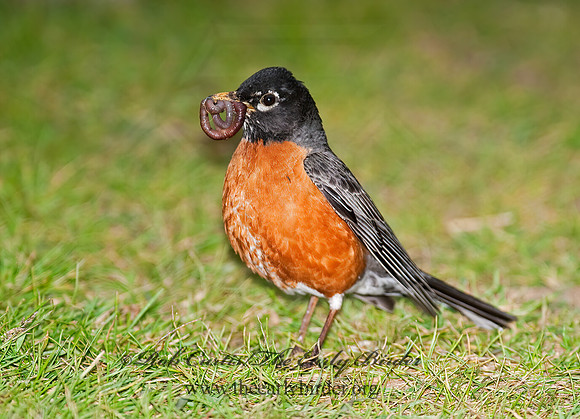 Turdus migratorius  AMERICAN ROBIN 8022148z