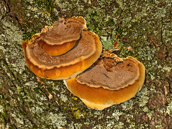Ganoderma ARTIST BRACKET 9080315z