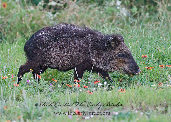 Tayassu angulatus  JAVELINA 6022744z