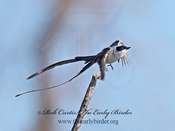 Tyrannus savana  FORK-TAILED FLYCATCHER 9071941z