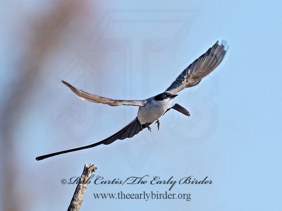 Tyrannus savana  FORK-TAILED FLYCATCHER 9071942z