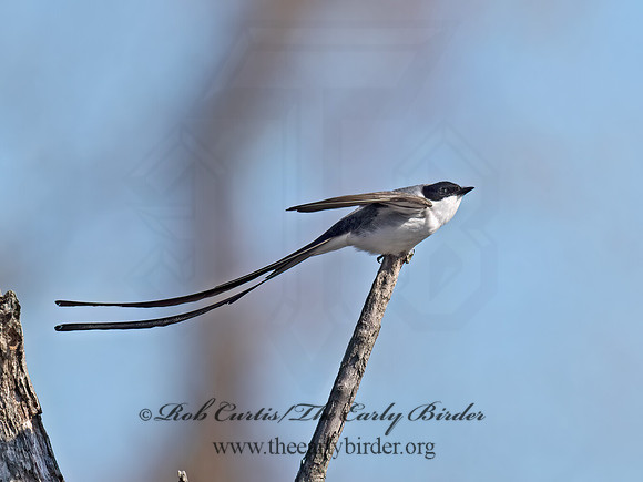 Tyrannus savana  FORK-TAILED FLYCATCHER 9071940z