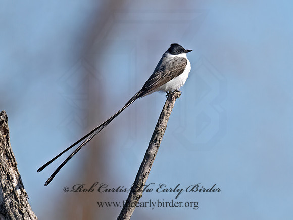 Tyrannus savana  FORK-TAILED FLYCATCHER 9071937z