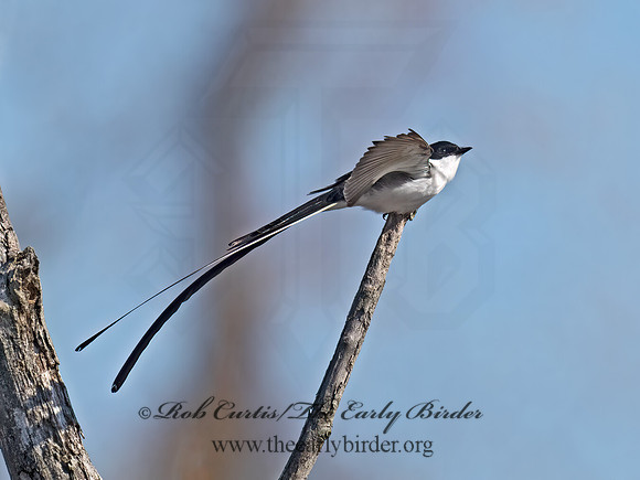 Tyrannus savana  FORK-TAILED FLYCATCHER 9071939z