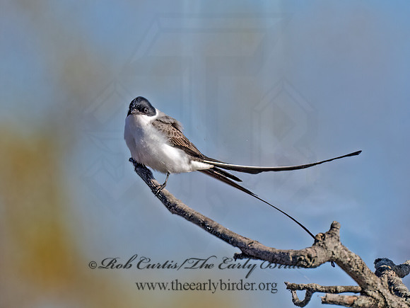 Tyrannus savana  FORK-TAILED FLYCATCHER 9071948z