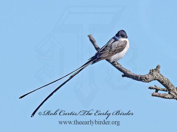 Tyrannus savana  FORK-TAILED FLYCATCHER 9071955z