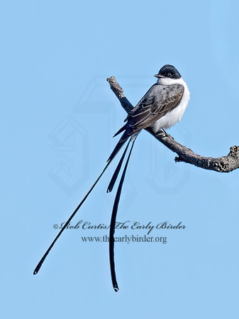 Tyrannus savana  FORK-TAILED FLYCATCHER 9071959z