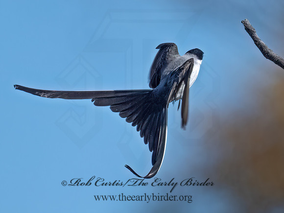 Tyrannus savana  FORK-TAILED FLYCATCHER 9071964z