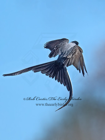 Tyrannus savana  FORK-TAILED FLYCATCHER 9071963z