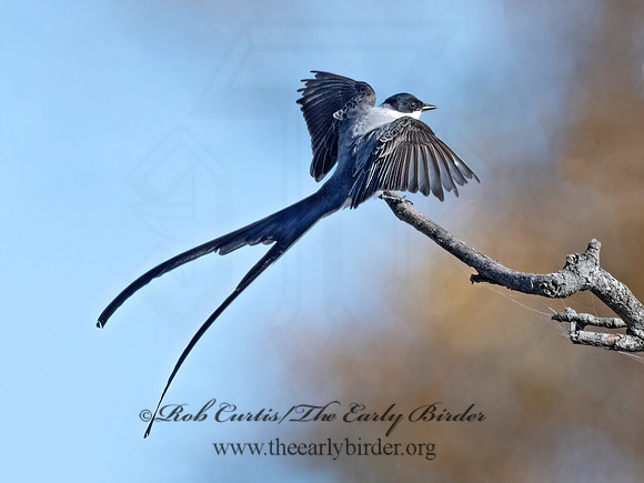Tyrannus savana  FORK-TAILED FLYCATCHER 9071966z