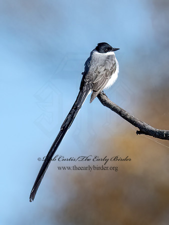 Tyrannus savana  FORK-TAILED FLYCATCHER 9071968z