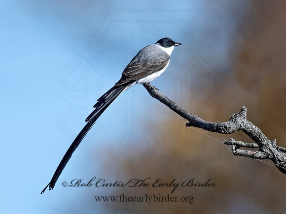 Tyrannus savana  FORK-TAILED FLYCATCHER 9071967z