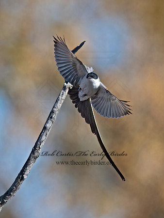 Tyrannus savana  FORK-TAILED FLYCATCHER 9071972z
