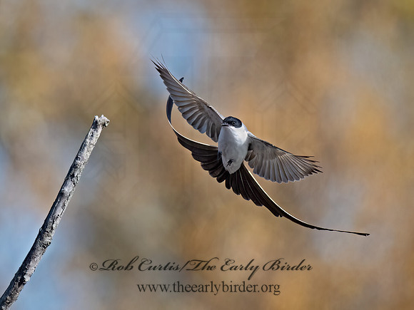 Tyrannus savana  FORK-TAILED FLYCATCHER 9071971z