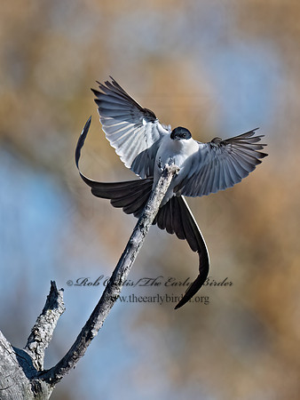 Tyrannus savana  FORK-TAILED FLYCATCHER 9071973z