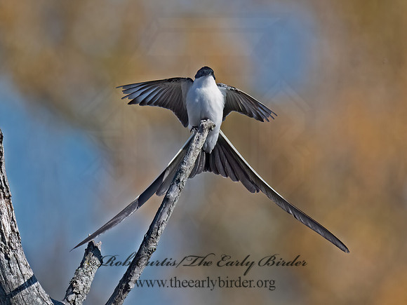 Tyrannus savana  FORK-TAILED FLYCATCHER 9071974z