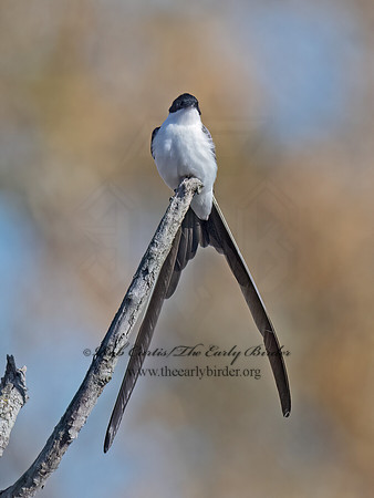 Tyrannus savana  FORK-TAILED FLYCATCHER 9071975z