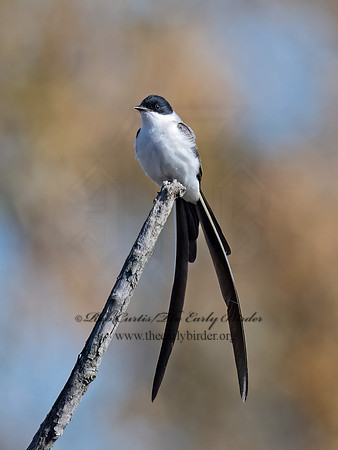 Tyrannus savana  FORK-TAILED FLYCATCHER 9071977z
