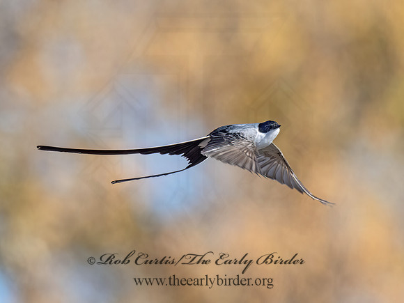 Tyrannus savana  FORK-TAILED FLYCATCHER 9071982z