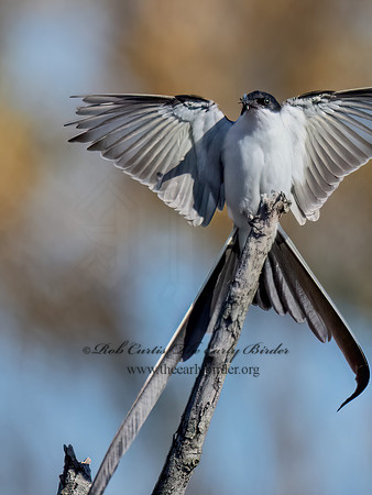 Tyrannus savana  FORK-TAILED FLYCATCHER 9071987z