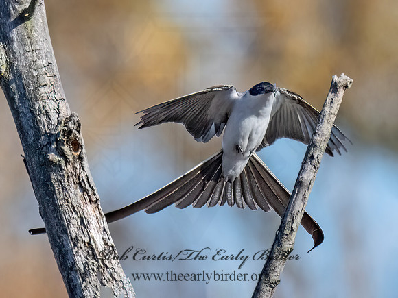 Tyrannus savana  FORK-TAILED FLYCATCHER 9071985z