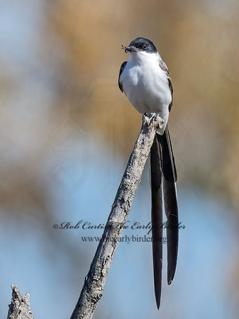 Tyrannus savana  FORK-TAILED FLYCATCHER 9071992z