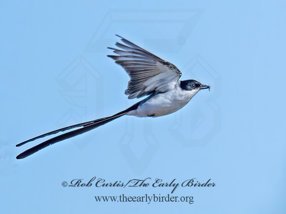 Tyrannus savana  FORK-TAILED FLYCATCHER 9071993z