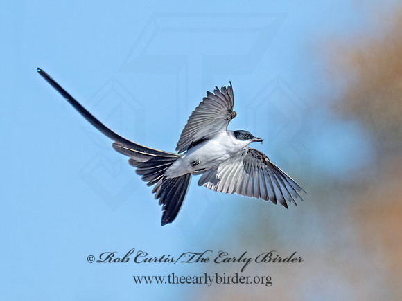 Tyrannus savana  FORK-TAILED FLYCATCHER 9071994z