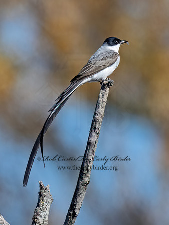 Tyrannus savana  FORK-TAILED FLYCATCHER 9072000z