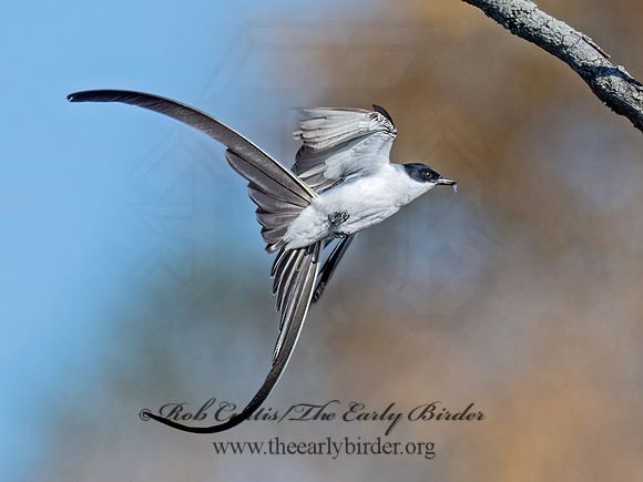 Tyrannus savana  FORK-TAILED FLYCATCHER 9071995z