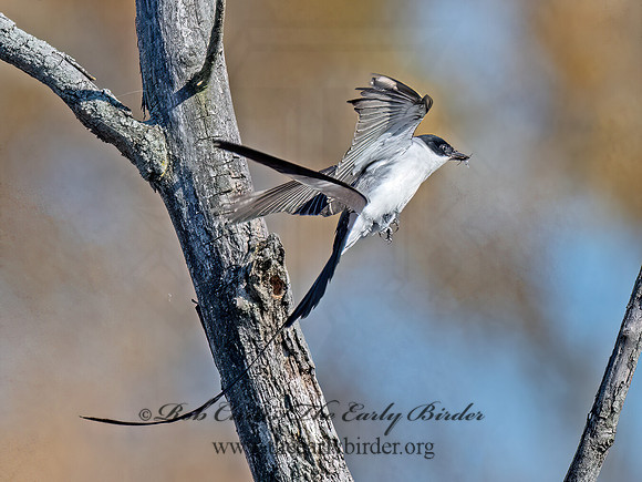Tyrannus savana  FORK-TAILED FLYCATCHER 9071997z