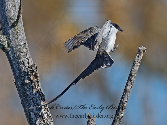 Tyrannus savana  FORK-TAILED FLYCATCHER 9071998z