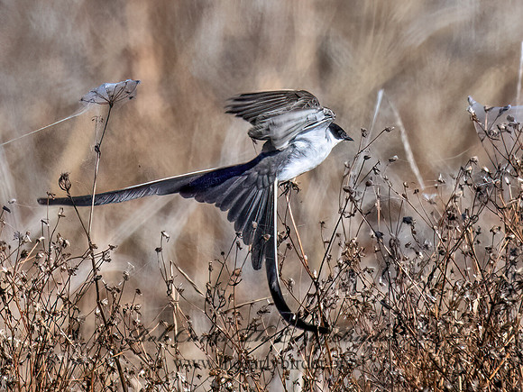 Tyrannus savana  FORK-TAILED FLYCATCHER 9072029z