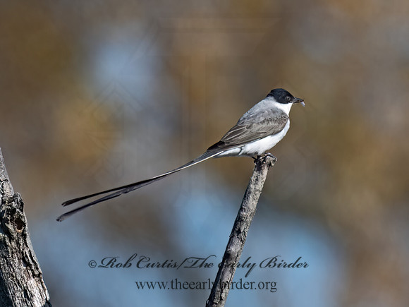 Tyrannus savana  FORK-TAILED FLYCATCHER 9072001z