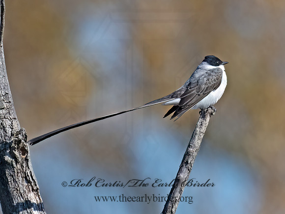 Tyrannus savana  FORK-TAILED FLYCATCHER 9072004z
