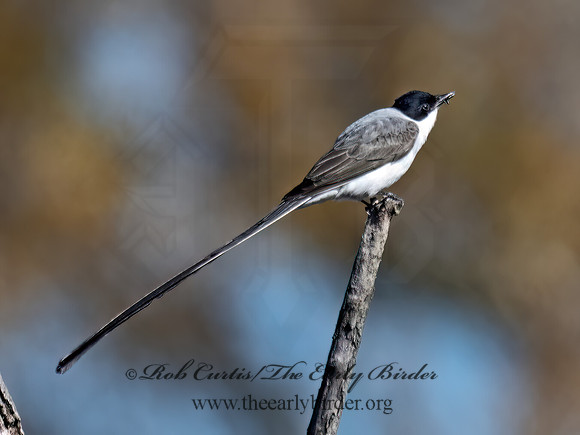 Tyrannus savana  FORK-TAILED FLYCATCHER 9072002z