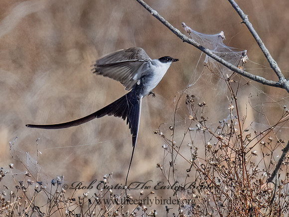 Tyrannus savana  FORK-TAILED FLYCATCHER 9072033z