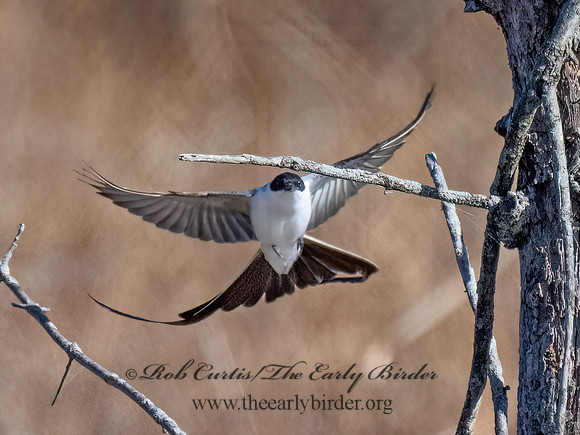 Tyrannus savana  FORK-TAILED FLYCATCHER 9072037z